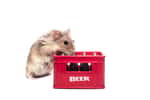 Les hamsters ont un penchant un peu trop prononcé pour l'alcool. © Kanashi, Adobe Stock