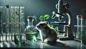 Les cellules de certains hamsters sont particulièrement réceptives aux substances externes et sont donc souvent utilisées dans la recherche en biotechnologie. © Futura, ChatGPT