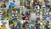 DALL-E a généré de nombreuses variantes d’images à partir du texte « un koala sur un scooter ». © OpenAI