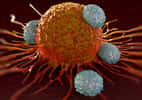 Illustration d'une cellule cancéreuse attaquée par plusieurs lymphocytes T. © royaltystockphoto, Adobe Photo