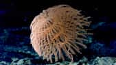 Le corail spiralé du genre Iridigorgia, observé à plus de 1 000 mètres de profondeur poussant sur des débris basaltiques. © NOAA Ocean Exploration, Voyage to the Ridge 2022