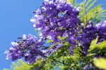 Les fleurs du jacaranda sont bleu lavande et en forme de trompette. © skymoon13, Adobe Stock