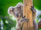 Le koala est plus à l'aise dans les arbres qu'au sol. © MrPreecha, fotolia