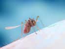 Les moustiques génétiquement modifiés parviennent à se reproduire et transmettent leur gêne à des populations de moustiques autochtones. © Sebastian Kaulitzki, Fotolia