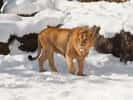 Les lions ont été confrontés à une tempête de neige en Afrique du Sud. © thamerpic, Adobe Stock