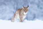 La croyance selon laquelle le lynx a une excellente vue repose sur le mythe de Lyncée, figure de la mythologie grecque. © janstria, Adobe Stock