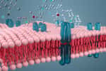 Les lipides, communément appelés « graisses », contribuent à diverses fonctions dans les organismes vivants. (Membrane cellulaire, image 3D.) © Vink Fan, Adobe Stock