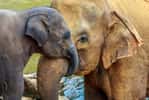 Peur, joie, colère, tristesse, les éléphants possèdent une palette d'émotions très large. © aiisha, Adobe Stock