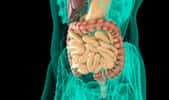 Le mésentère permet d’attacher l’intestin grêle à la cavité abdominale. © Two Brains Studios, Fotolia