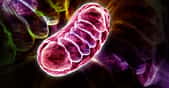 Les mitochondries sont des organites servant à produire de l’énergie pour la cellule. © RAJ CREATIONZS, Shutterstock