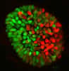 Un modèle 3D à base de cellules souches simule une étape précoce du développement de l’embryon, à savoir la segmentation de celui-ci en deux moitiés, visibles ici sous forme des deux amas distincts de cellules rouges et vertes. © Mijo Simunovic, Ph.D., Simons Junior Fellow, The Rockefeller University