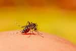 La prolifération du moustique tigre en France favorise la progression des maladies virales telles que dengue, zika et chikungunya. © Alex, Adobe stock
