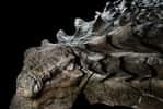 Une tête complète, des écailles semblant presque intactes : l'état de conservation de ce nodosaure retrouvé dans une mine est surprenant. L’animal est probablement mort noyé dans une inondation soudaine, il y a plus 110 millions d’années. ©&nbsp;National Geographic,&nbsp;Royal Tyrrell Museum