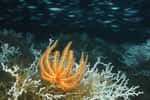 Les écosystèmes de l'océan profond subissent de fortes perturbations environnementales à cause du changement climatique. Ici, une étoile de mer Brisingida sur un récif corallien (Lophelia pertusa) à 450 mètres de profondeur dans le golfe du Mexique. © 2010 Expedition, NOAA-OER, BOEMRE, Wikimedia Commons, CC by 2.0