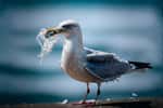 La maladie du plastique a été repérée chez plusieurs espèces d'oiseaux marins, mais pourrait être en fait présente chez la plupart des oiseaux. © Nikta, Adobe Stock
