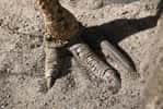 Des griffes comme des couteaux : cet oiseau peut devenir mortel s’il attaque. © Wrangel, iStock