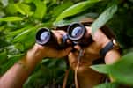 Les jumelles sont idéales pour observer des oiseaux mais aussi toutes autres espèces animales, et ce, sans les déranger. © romanlv, Adobe Stock