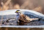 Pensez à la faune sauvage en hiver et aux oiseaux qui lesquels la nourriture et l'eau se font rares. © Tina Horne, iStock