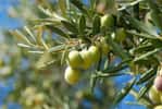Garantir de belles olives en opérant une taille. © MIKYIMAGENARTE, Adobe Stock