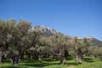 L’olivier est un arbre particulièrement adapté au climat méditerranéen. © philippe, fotolia