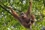 La biodiversité est en crise. Les orangs-outans font partie des espèces en déclin. © alekseev, Fotolia
