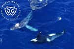 Les baleines à bosse figurent parmi les proies des orques mais une rencontre récente entre ces deux espèces a permis le sauvetage d'une baleine à bosse. © Whale Watch Western Australia