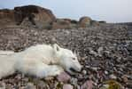 L'ours polaire abattu était en bonne santé après avoir navigué sur un iceberg en provenance du Groenland. Image d'illustration. © Paul, Adobe Stock