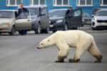 Un ours polaire affamé errant à la périphérie de la ville industrielle de Norilsk, dans l'Arctique russe, le 17 juin 2019. © Irina Yarinskaya - Zapolyarnaya pravda newspaper/AFP