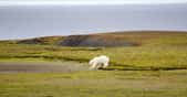Les grands vertébrés comme les ours polaires sont particulièrement menacés par la sixième extinction de masse. © Maksimilian, Shutterstock