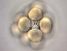 La première étape de l’embryogenèse est la segmentation. Ici, un embryon d’oursin Clypeaster subdepressus au stade 16 cellules. © Bruno Vellutini, Flickr, CC by-sa 2.0
