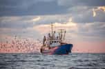 La pêche au chalut est un désastre écologique, tant sur le plan social qu’environnemental. © Анна Костенко, Adobe Stock