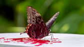 La présence de méconium chez le papillon est un signe de bonne santé, marquant la fin de sa métamorphose. © AI avec Adobe Firefly