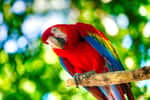 La psittacose est une maladie qui peut affecter les perroquets. © be free, Adobe Stock