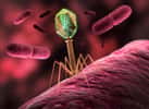 Les bactériophages sont des virus qui détruisent les bactéries. Ils sont utilisés dans le cadre de la phagothérapie. © psdesign1, Fotolia