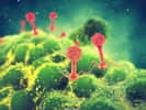 Les bactériophages sont des virus qui s’attaquent aux bactéries. © nobeastsofierce, Fotolia