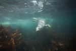 Lors d'une plongée en Bretagne, il n'est pas rare de croiser des phoques gris. © Valerijs Novickis, fotolia