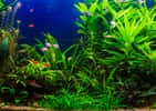 Quelles plantes choisir pour son aquarium d'eau douce ? Les poissons aiment beaucoup, par exemple, se cacher derrière les grandes feuilles de l'Anubia naine, une plante qui demande peu de soins. © bukhta79, fotolia