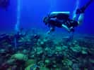 Une équipe de plongeurs étudie les fonds sous-marins. © Nekton 2018
