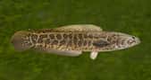 Un poisson serpent de la famille des Channidae. © FedBul, Adobe Stock