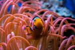 Il suffit d’une dizaine de crevettes Caridina japonica pour entretenir un aquarium de 100 litres. © Pixabay&nbsp;