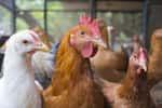 L’épizootie de grippe aviaire peut conduire à des mortalités importantes dans les élevages d’oiseaux. © Peeranat Thongyotee, Fotolia