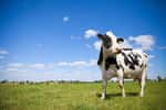 La vache Prim’Holstein est une bonne laitière. © Thierry RYO, Fotolia