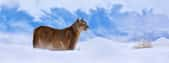 Un puma en plein hiver en Argentine. © ondrejprosicky, Adobe Stock