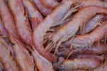 Près de 3,4 millions de tonnes de crevettes sont pêchées chaque année : une activité qui génère huit milliards d'euros. © Matias-Garabedian, Flickr, cc by sa 2.0