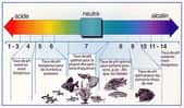 Taux de pH de l'eau, de l'eau acide à alcaline. © aquatic-garden.be
