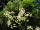 L’aralia permet de purifier l’air, grâce à ses nombreuses feuilles. © DP