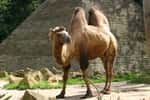 Chameau au zoo d'Amnéville. Ouvert en 1986, il figure parmi les plus grands zoos de France et les plus beaux d'Europe. © Emmanuel Faivre, Wikimedia Commons, cc by sa 3.0