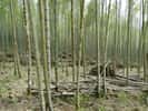 Forêt de Bambou à Taiwan © Bernard Gagnon, WIKIMEDIA, CC-BY-SA-3.0