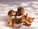 Les champignons sont très riches en protéines et vitamines. © FOOD-pictures, Adobe Stock