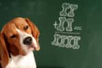 Les races de chien les plus intelligents. © jivimages, Adobe Stock